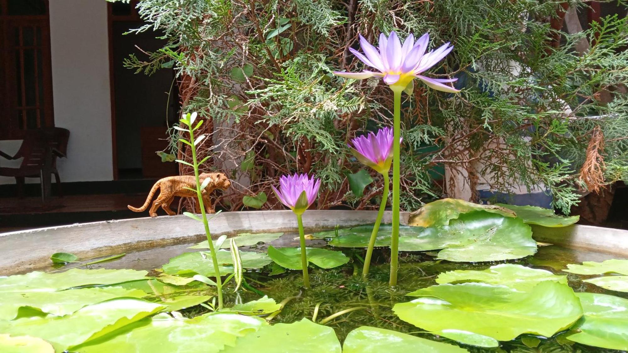 The King'S Garden Resort Dambulla Exterior foto